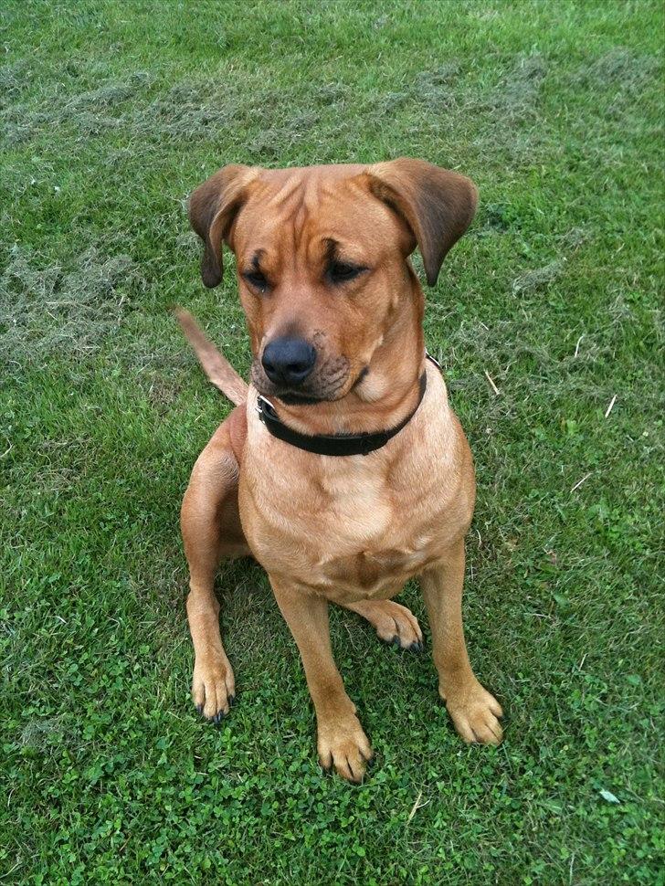 Blanding af racer Akeela (forældres hund) billede 8