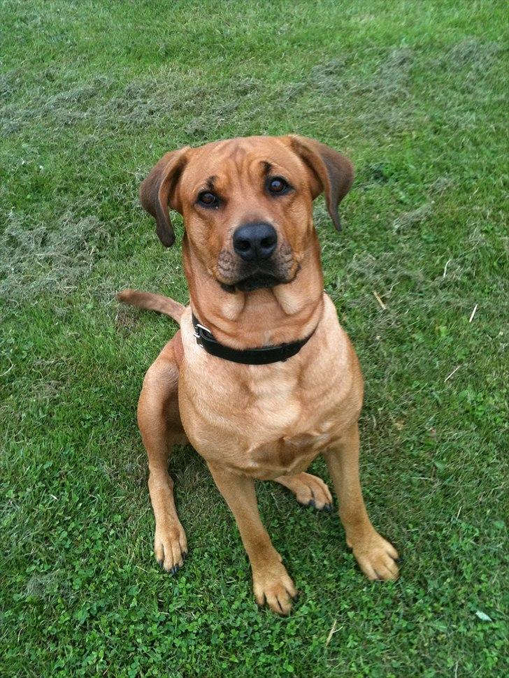 Blanding af racer Akeela (forældres hund) billede 9