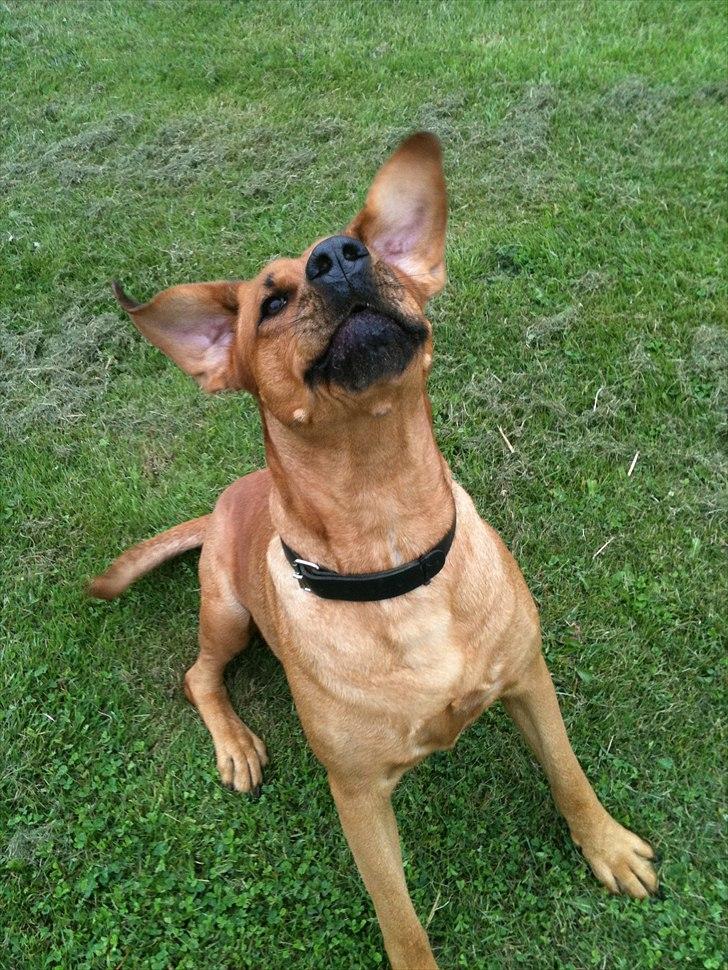 Blanding af racer Akeela (forældres hund) billede 10