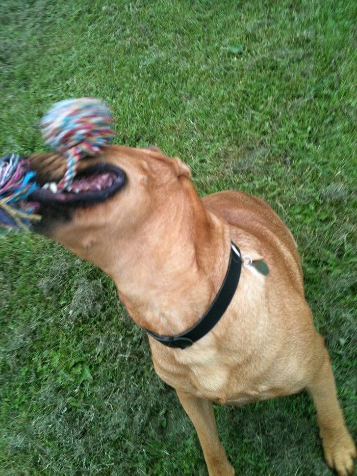 Blanding af racer Akeela (forældres hund) billede 11