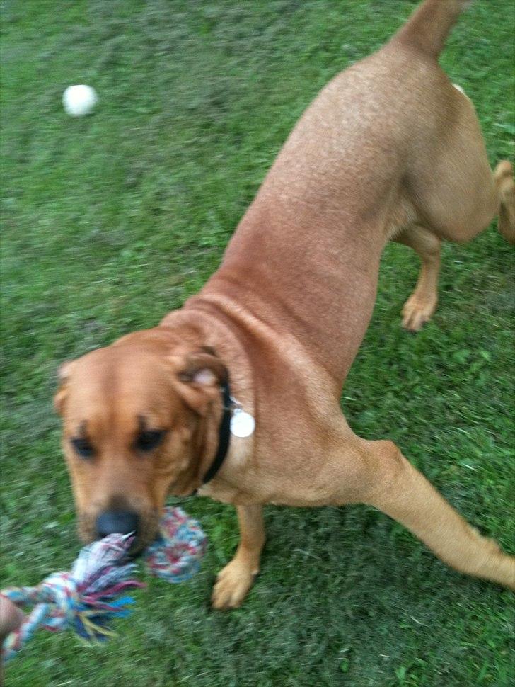 Blanding af racer Akeela (forældres hund) billede 12