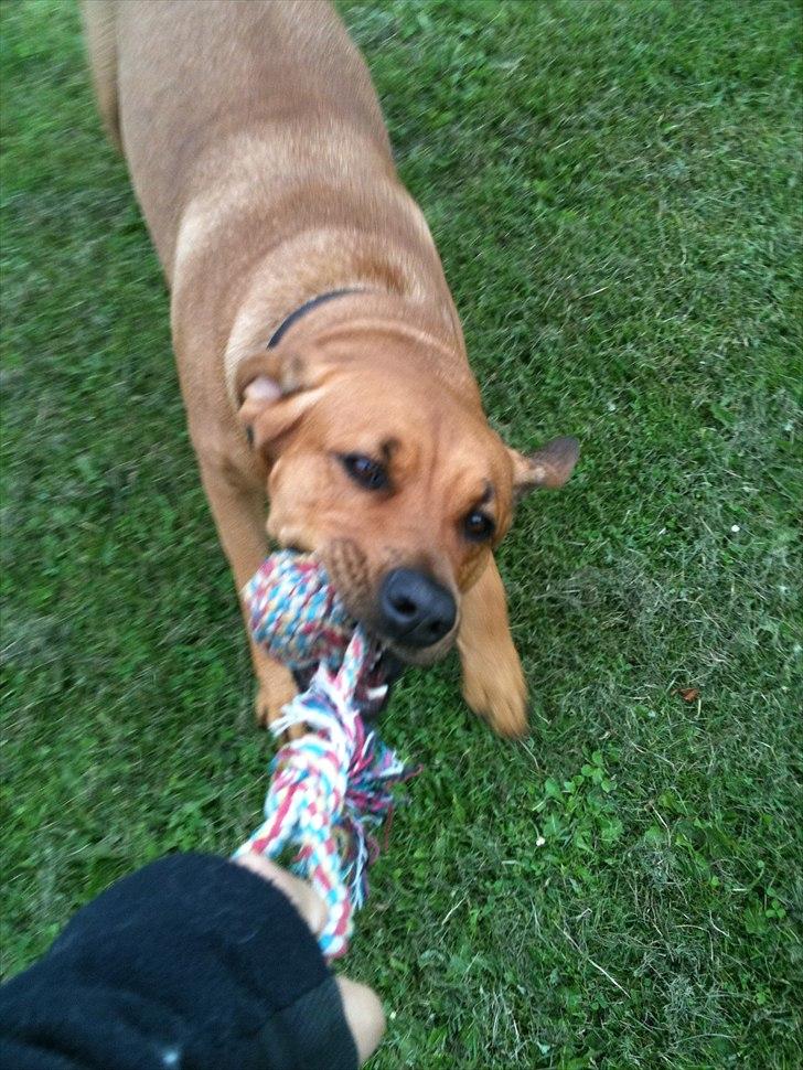 Blanding af racer Akeela (forældres hund) billede 13