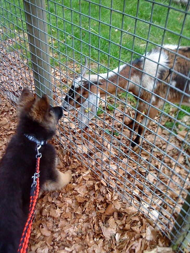 Schæferhund Rex billede 2