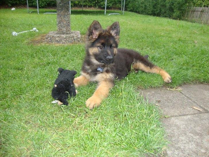 Schæferhund Rex billede 5