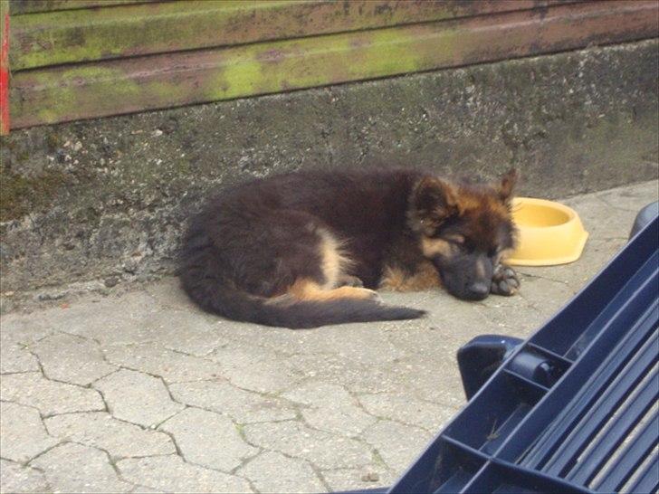 Schæferhund Rex billede 8