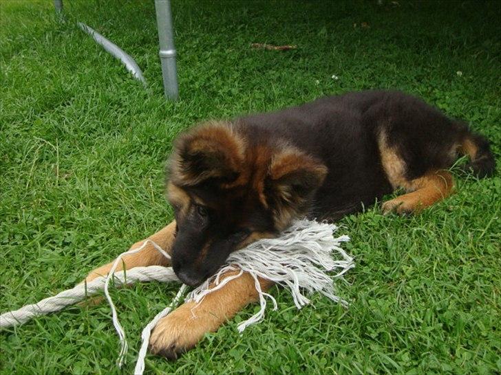 Schæferhund Rex billede 9