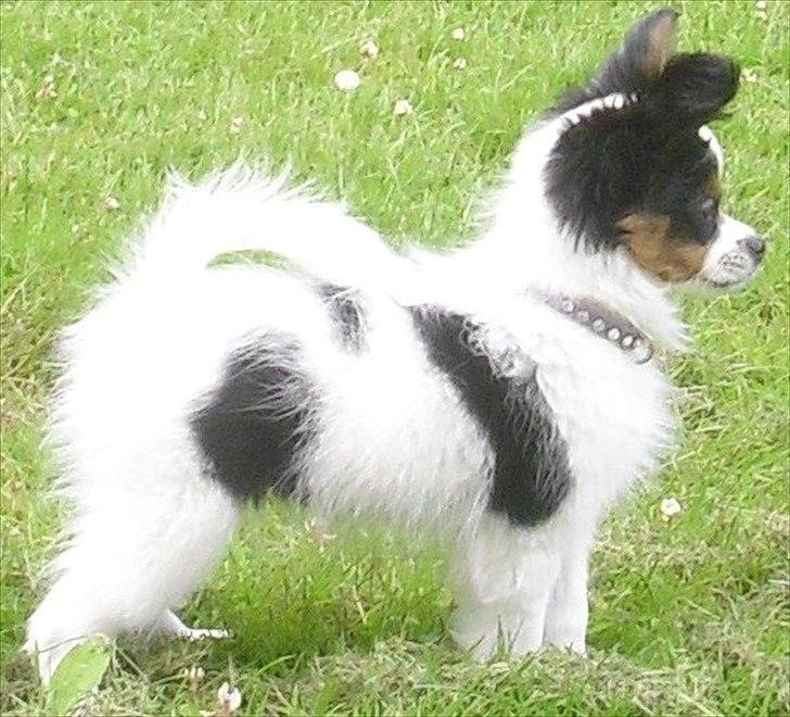 Papillon Koffee billede 9