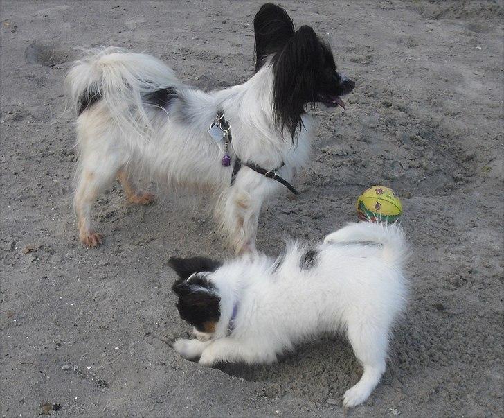 Papillon Koffee billede 11