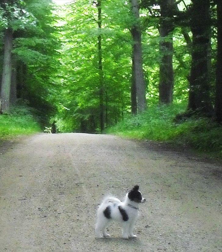 Papillon Koffee billede 10