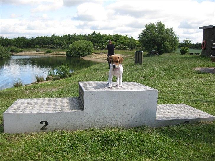 Blanding af racer Johna Stockton - 7 uger og ved allerede at jeg hører til allerøverst på sejrsskamlen ;-) billede 5