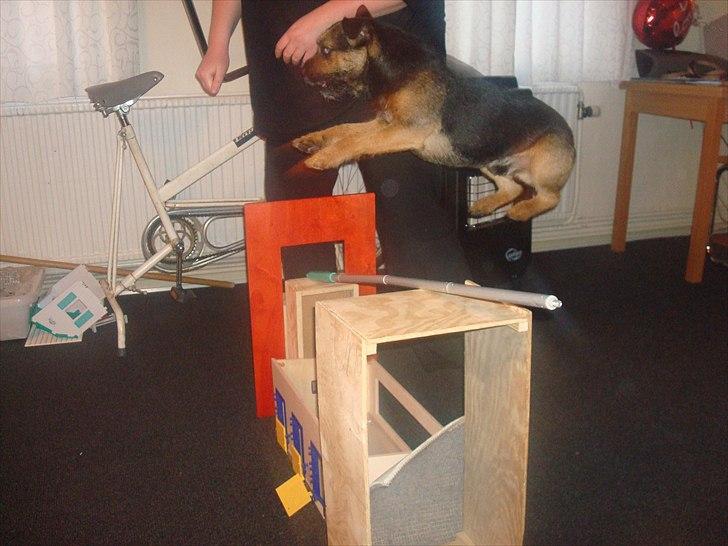 Border terrier Dalshøj´s Blue Diamond (Basse) billede 9