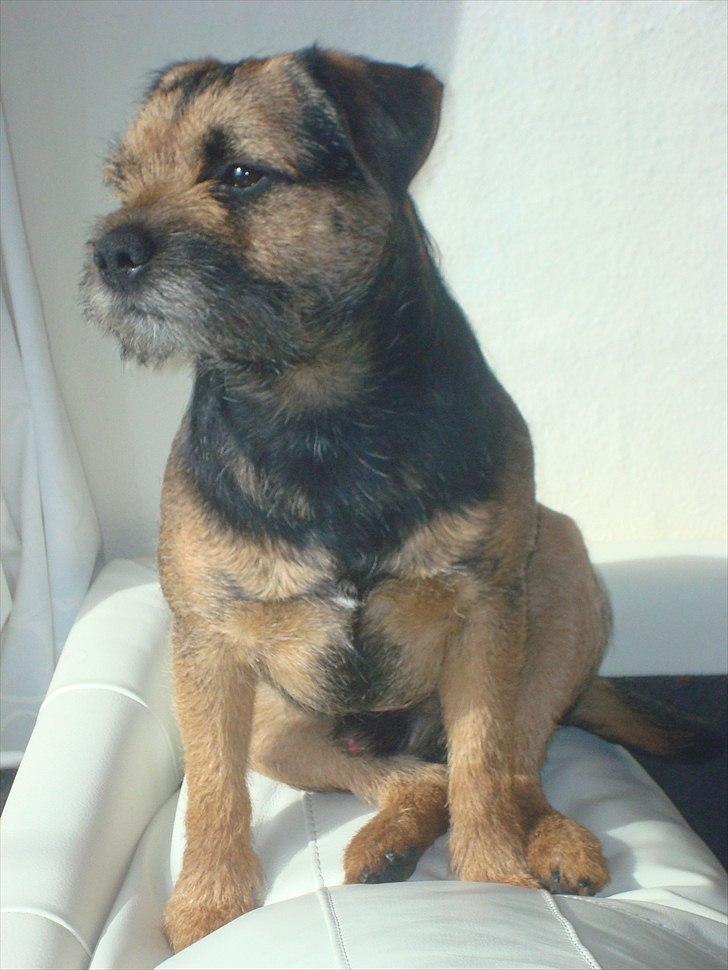 Border terrier Dalshøj´s Blue Diamond (Basse) billede 11