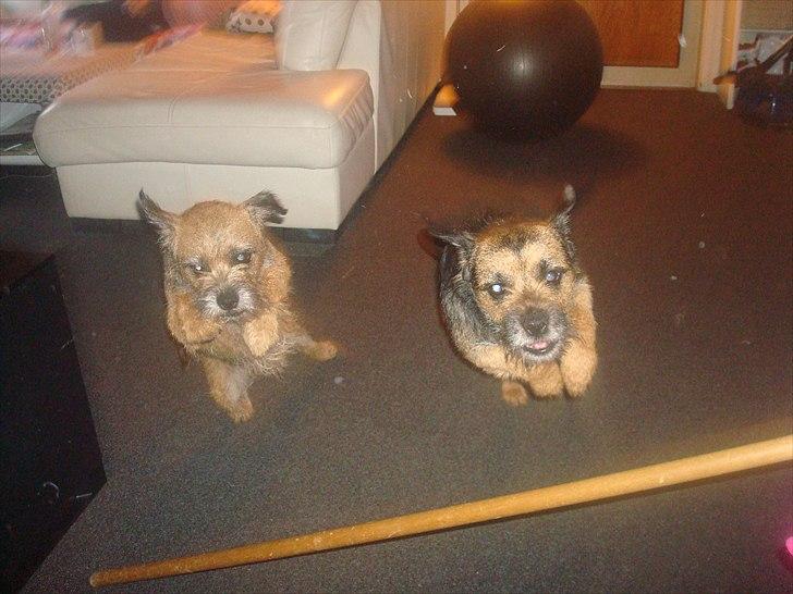 Border terrier Dalshøj´s Blue Diamond (Basse) billede 18