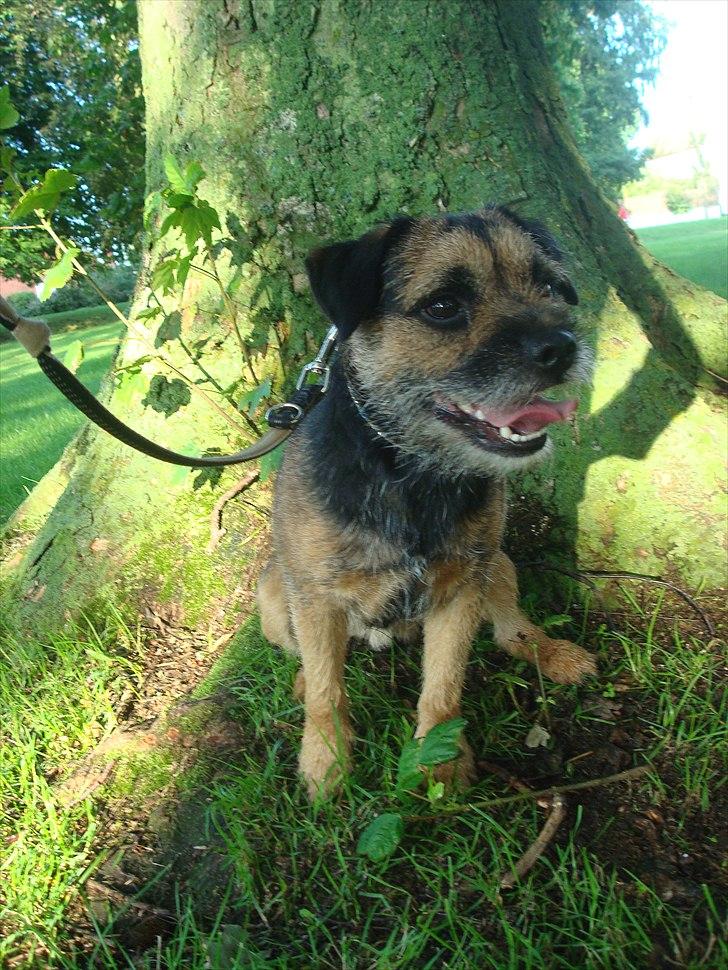 Border terrier Dalshøj´s Blue Diamond (Basse) billede 16