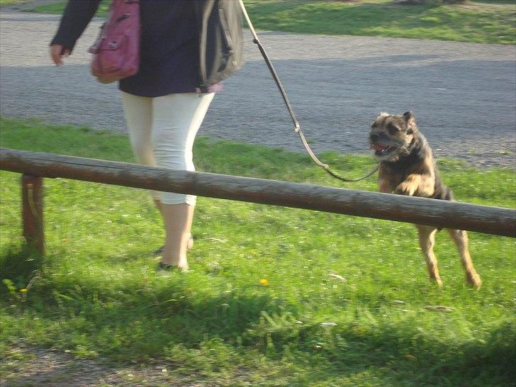 Border terrier Dalshøj´s Blue Diamond (Basse) billede 13