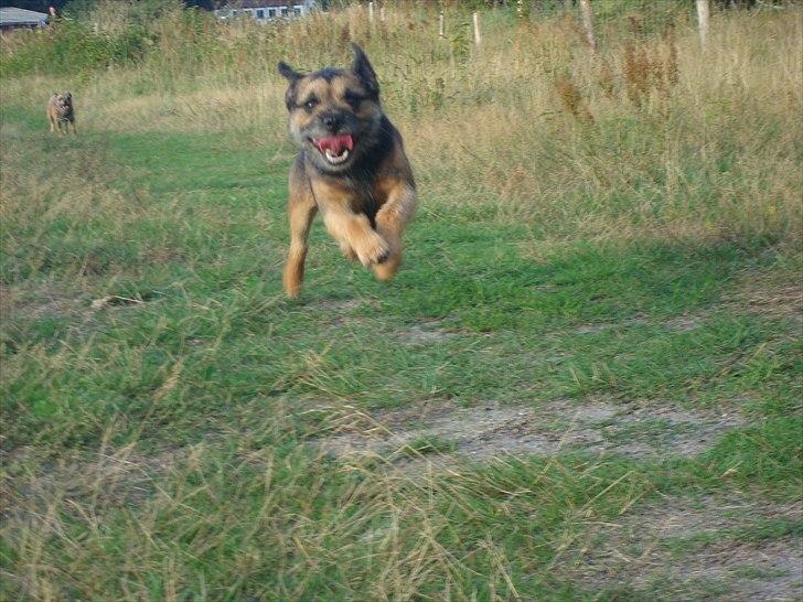 Border terrier Dalshøj´s Blue Diamond (Basse) billede 4