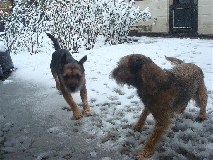 Border terrier Dalshøj´s Blue Diamond (Basse) billede 12
