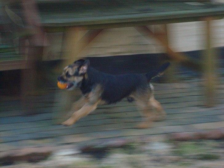 Border terrier Dalshøj´s Blue Diamond (Basse) billede 15