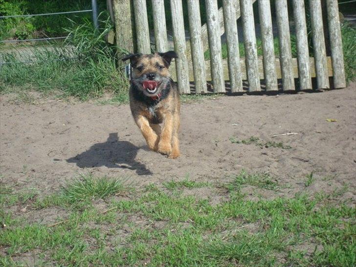 Border terrier Dalshøj´s Blue Diamond (Basse) billede 7