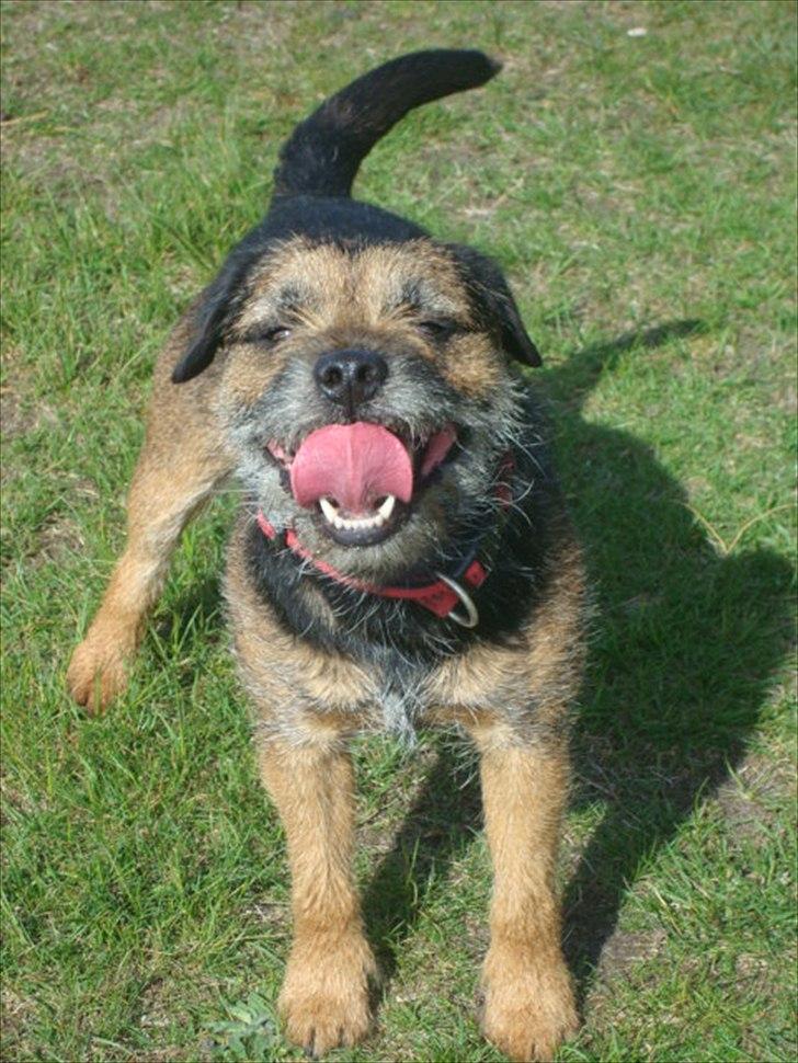 Border terrier Dalshøj´s Blue Diamond (Basse) billede 1