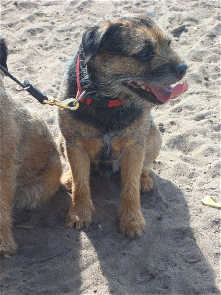 Border terrier Dalshøj´s Blue Diamond (Basse) billede 17