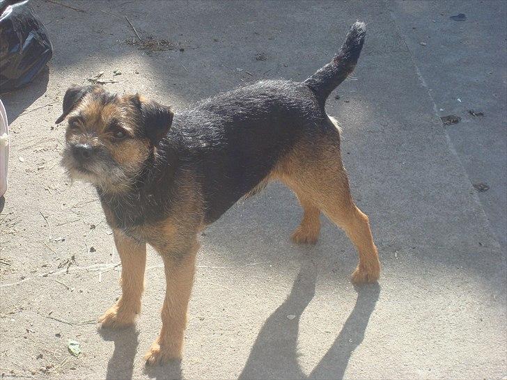 Border terrier Dalshøj´s Blue Diamond (Basse) billede 19
