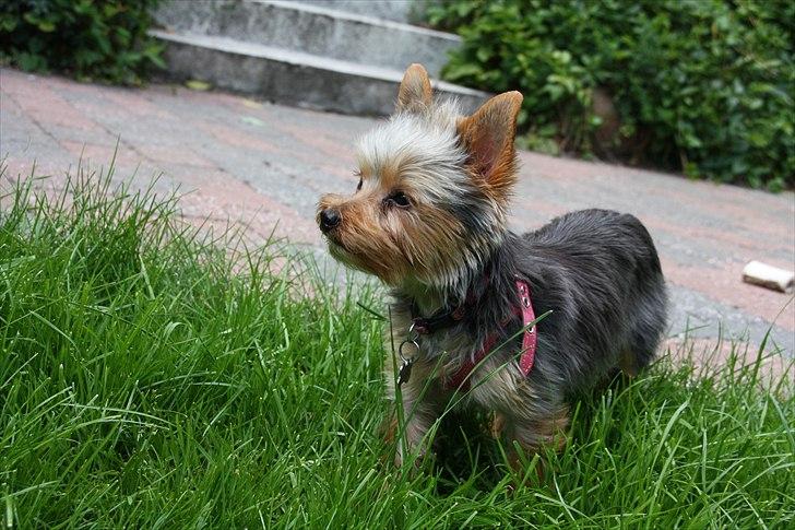 Yorkshire terrier Maggie - 7 mdr. nu har jeg fået fint sommer hår:-) billede 11