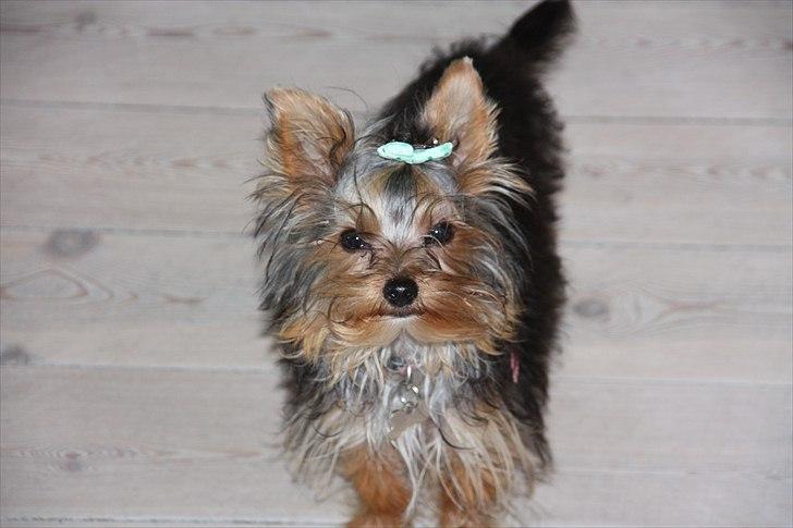 Yorkshire terrier Maggie - 6 mdr. og med langt hår billede 12