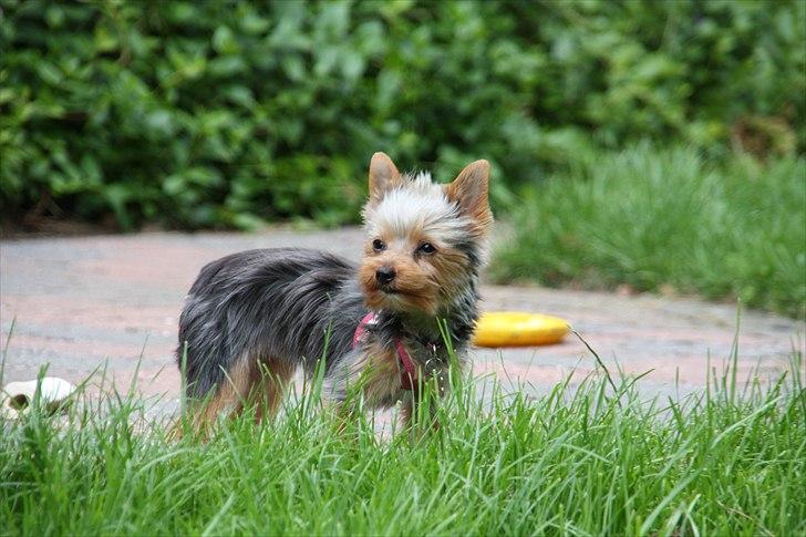 Yorkshire terrier Maggie - Min mor synes jeg er smækker lækker med mit nye hår;-) billede 14