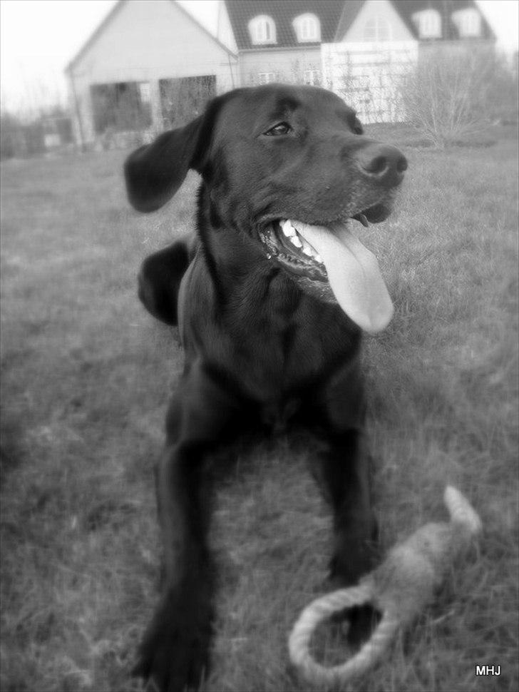 Labrador retriever Santos - Vores sidste dag sammen... R.I.P. billede 19