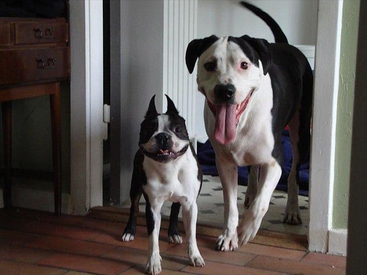 Amerikansk staffordshire terrier Baily " The one and only " billede 16