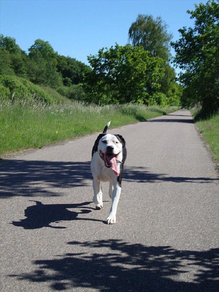 Amerikansk staffordshire terrier Baily " The one and only " billede 17