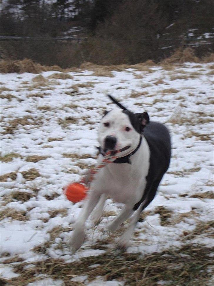 Amerikansk staffordshire terrier Baily " The one and only " billede 18