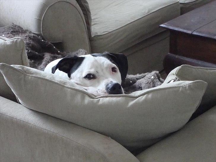 Amerikansk staffordshire terrier Baily " The one and only " billede 19