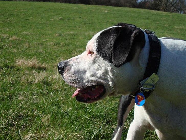 Amerikansk staffordshire terrier Baily " The one and only " billede 20