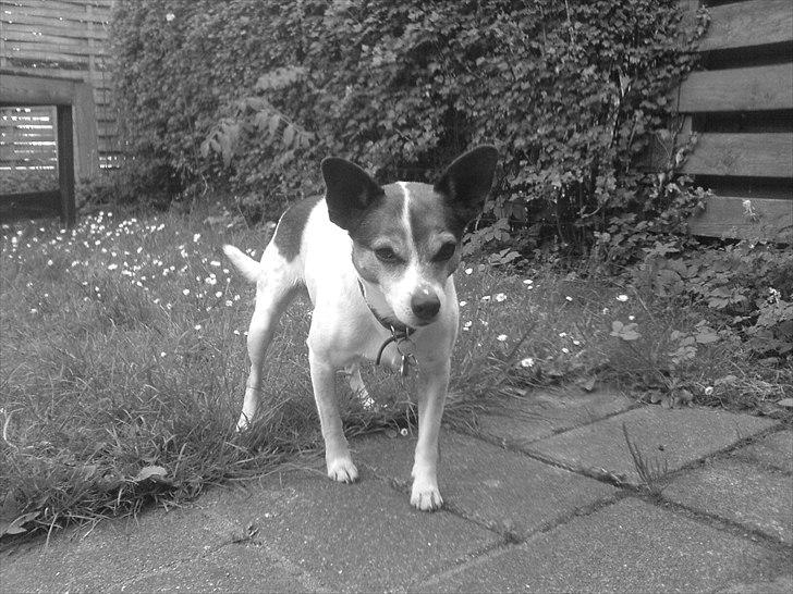 Dansk svensk gaardhund Kvik billede 11