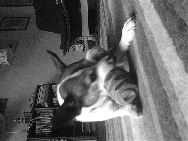 Dansk svensk gaardhund Kvik billede 20