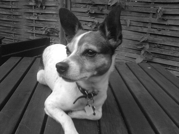 Dansk svensk gaardhund Kvik billede 14