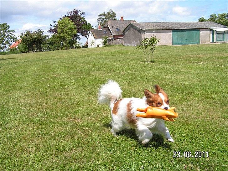 Papillon simba - jubii ude ved min mors mor og lege!! billede 8