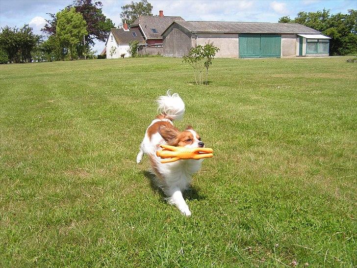 Papillon simba - se min fine gris :-)  billede 9