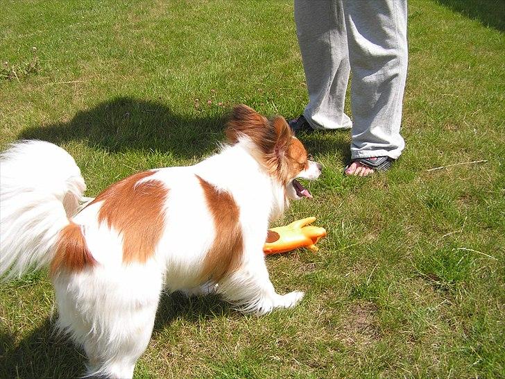 Papillon simba - lege lege lege :-) billede 10