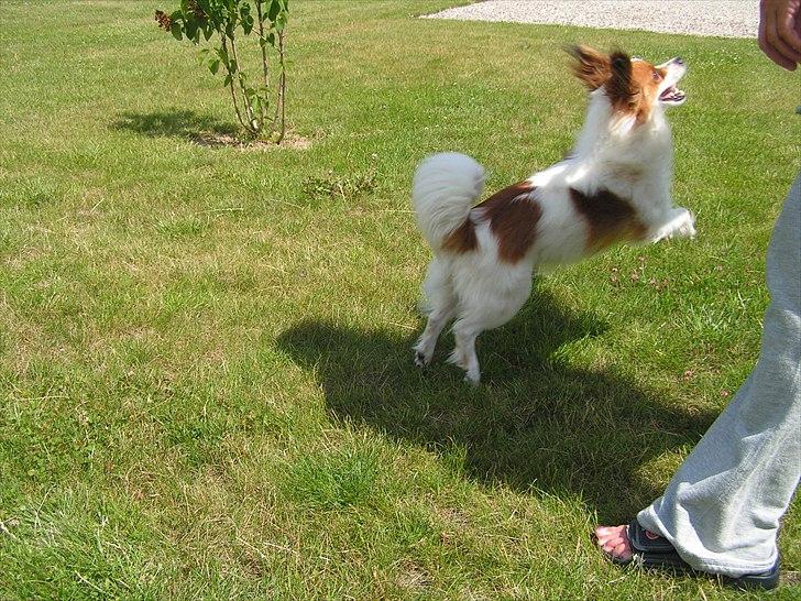 Papillon simba - elsker min gris kom nu med den ;-) billede 11
