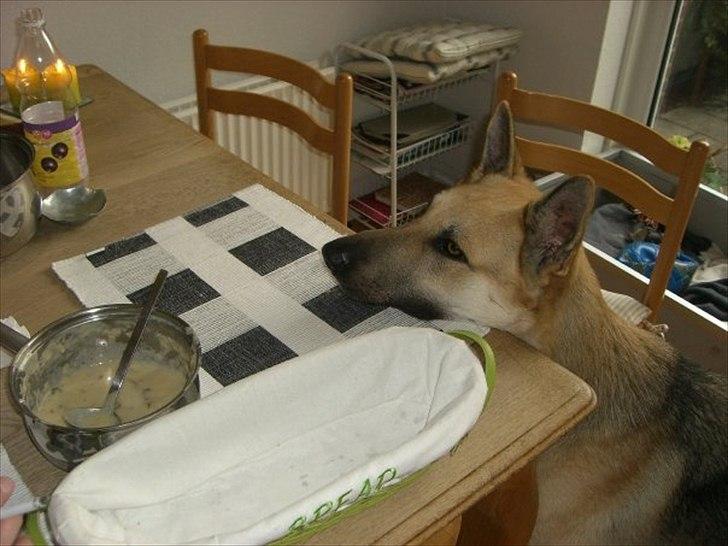 Schæferhund Kenzo - SOVS SOVS ,jeg elsker sovs !!! billede 5