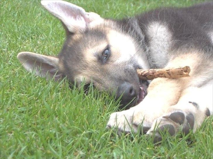 Schæferhund Kenzo - Kenzo 2006 omkring 8-9 uger.. billede 6