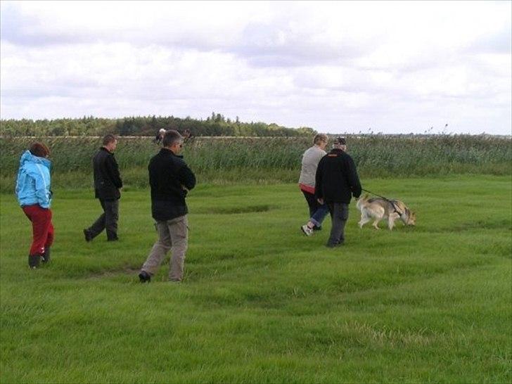 Schæferhund Kenzo - Spor kursus 2010 billede 7