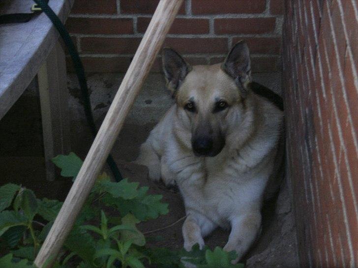 Schæferhund Kenzo - Kenzo i sit kølige jordhul. Dejligt en varm sommerdag. billede 8