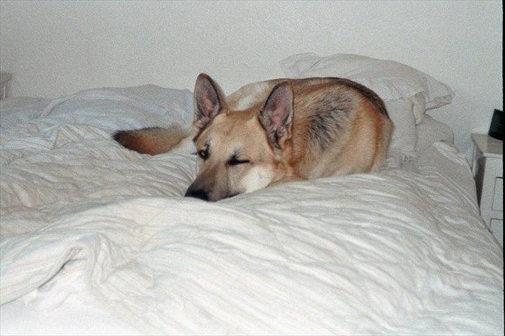 Schæferhund Kenzo - "Hvis nu jeg skruer charmen på , får jeg lov til at ligge i mors seng !! billede 13