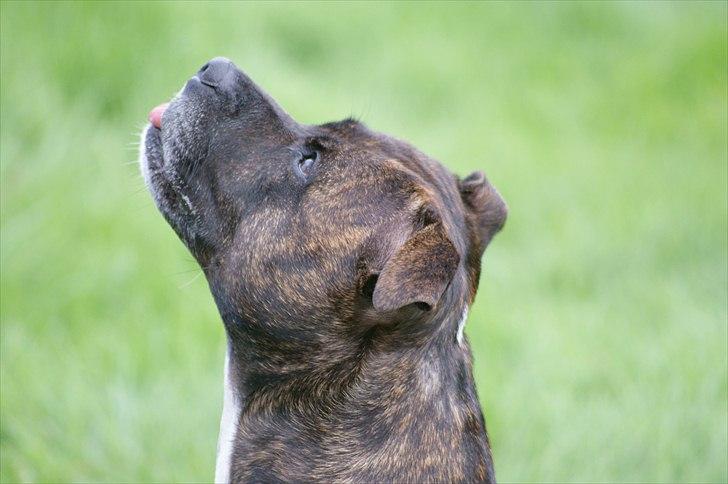 Staffordshire bull terrier aya billede 17
