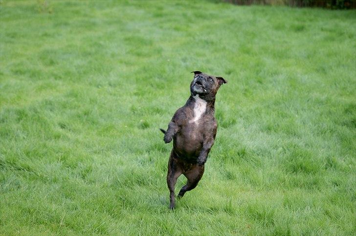 Staffordshire bull terrier aya billede 18