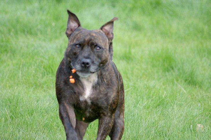 Staffordshire bull terrier aya billede 19
